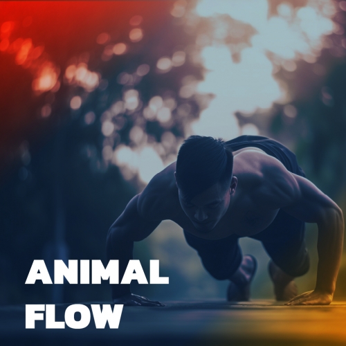 Animal flow Pop-up Class